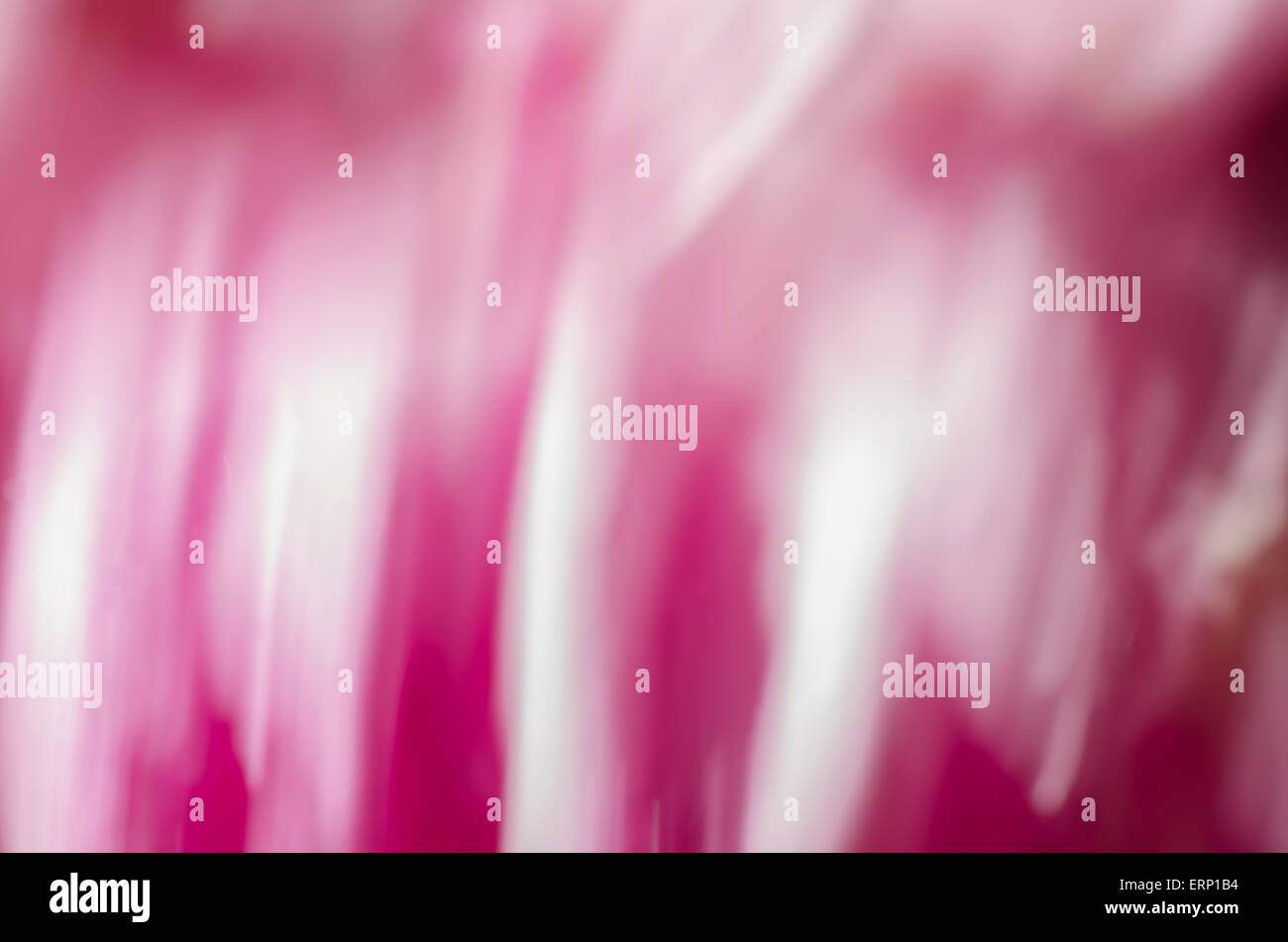 pink nature blurred background from peony flowers Stock Photo