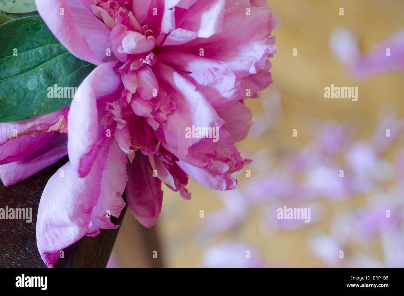 closeup to pink peony flower Stock Photo - Alamy