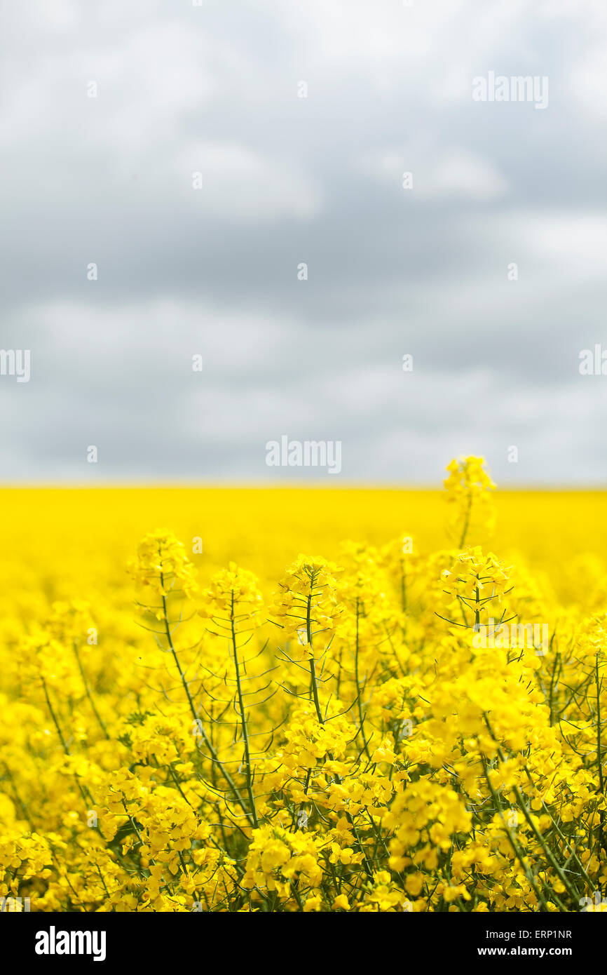 Farmers field of oil seed rape ready for harvesting Stock Photo - Alamy