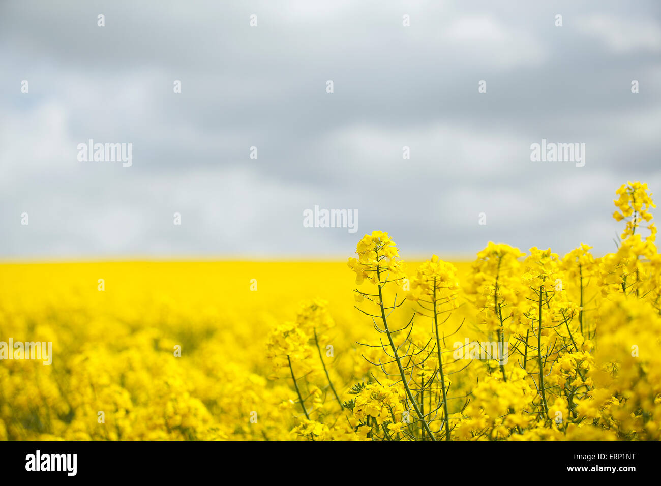 Farmers field of oil seed rape ready for harvesting Stock Photo - Alamy