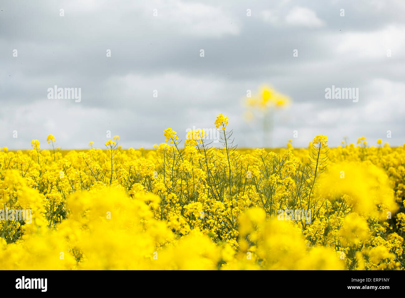 Farmers field of oil seed rape ready for harvesting Stock Photo - Alamy