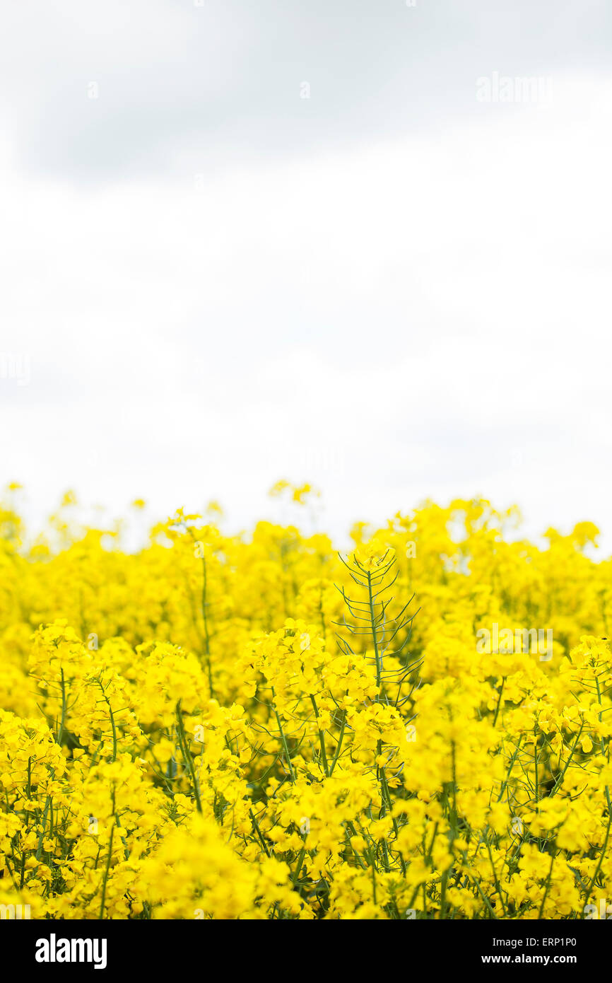 Farmers field of oil seed rape ready for harvesting Stock Photo - Alamy
