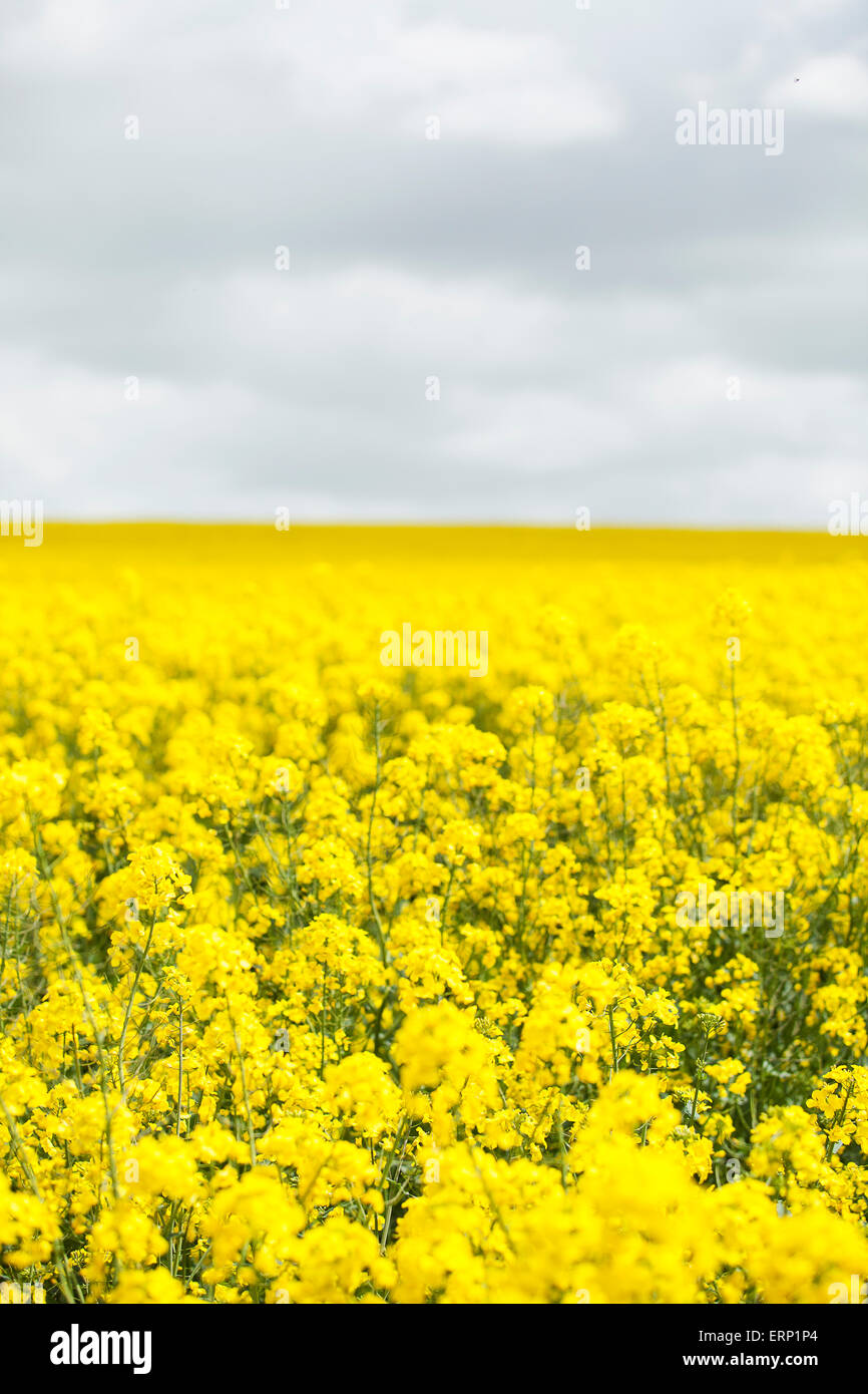 Farmers field of oil seed rape ready for harvesting Stock Photo - Alamy