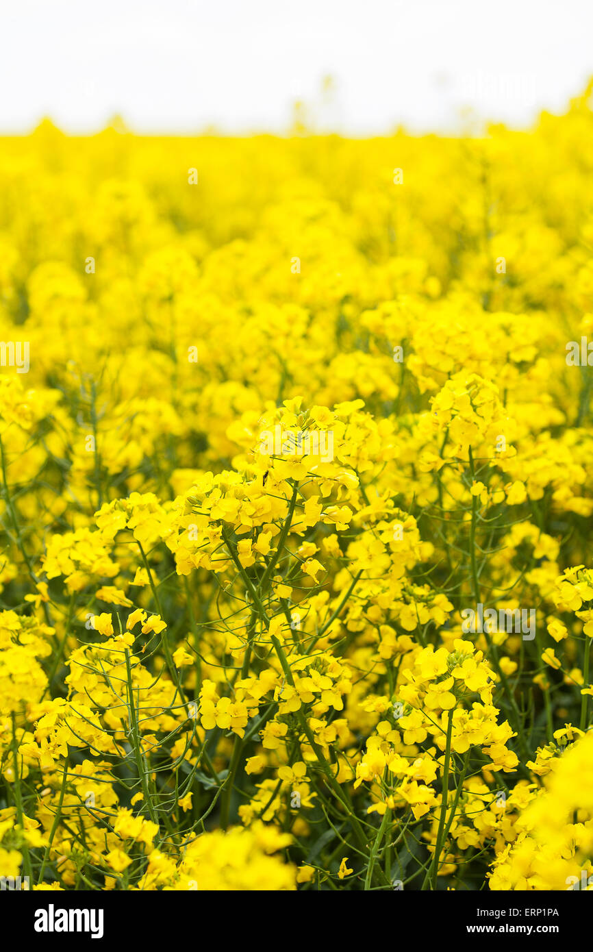 Farmers field of oil seed rape ready for harvesting Stock Photo - Alamy