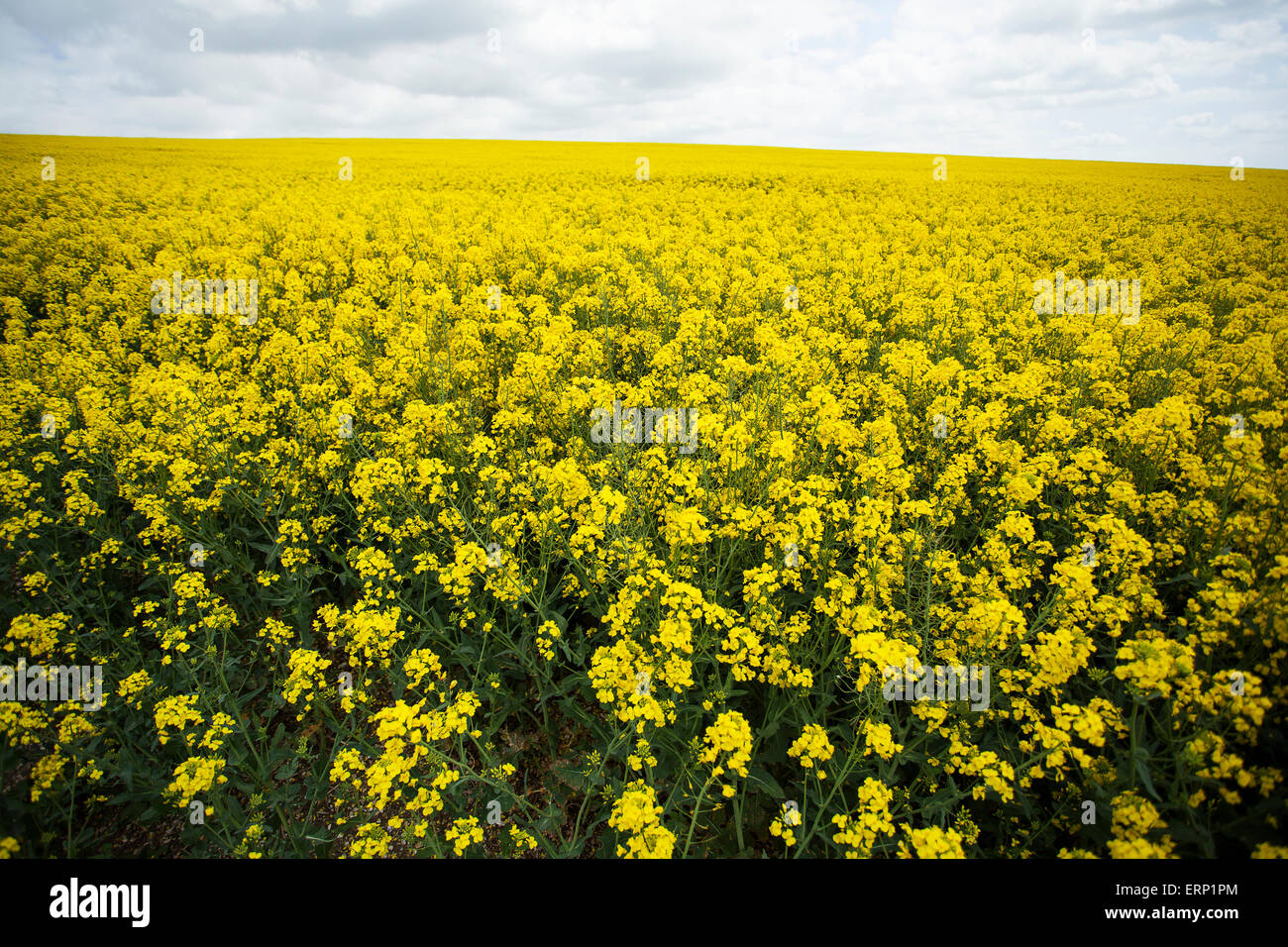 Farmers field of oil seed rape ready for harvesting Stock Photo - Alamy