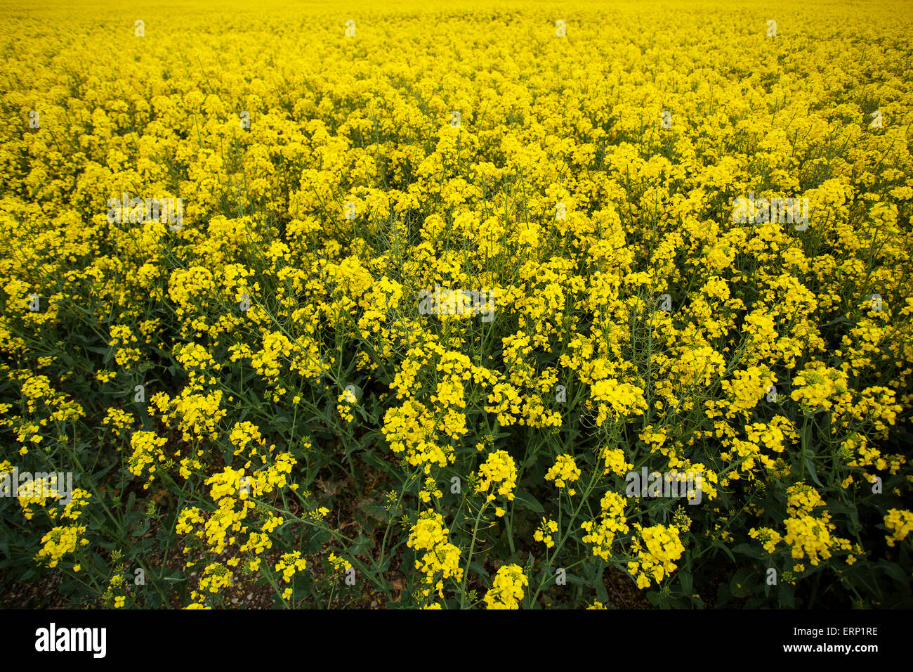 Farmers field of oil seed rape ready for harvesting Stock Photo - Alamy
