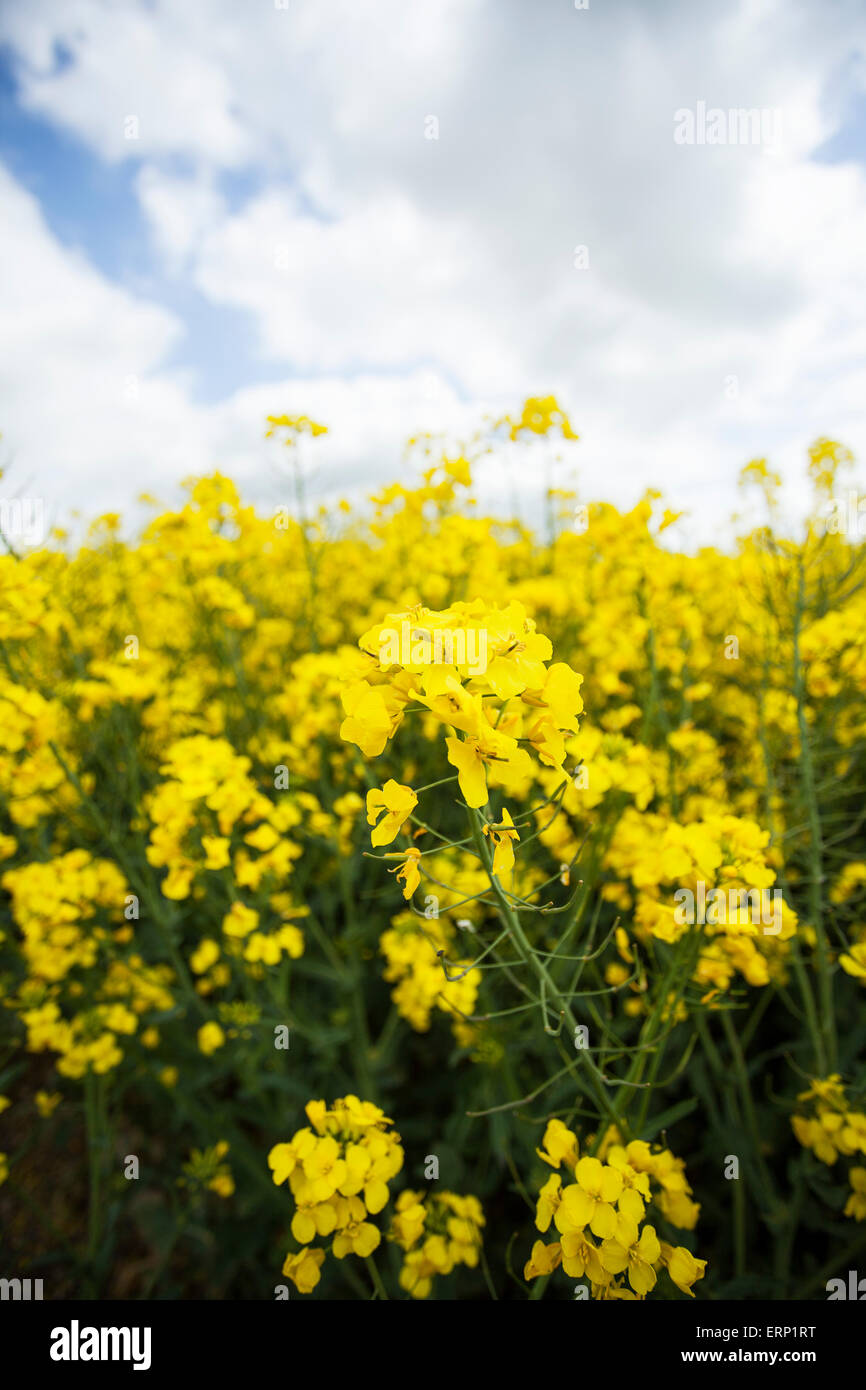 Farmers field of oil seed rape ready for harvesting Stock Photo - Alamy
