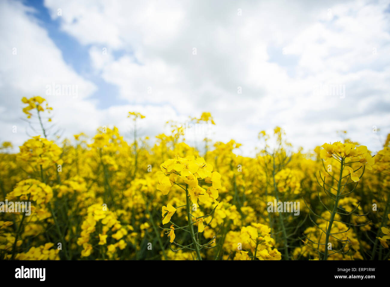Farmers field of oil seed rape ready for harvesting Stock Photo - Alamy