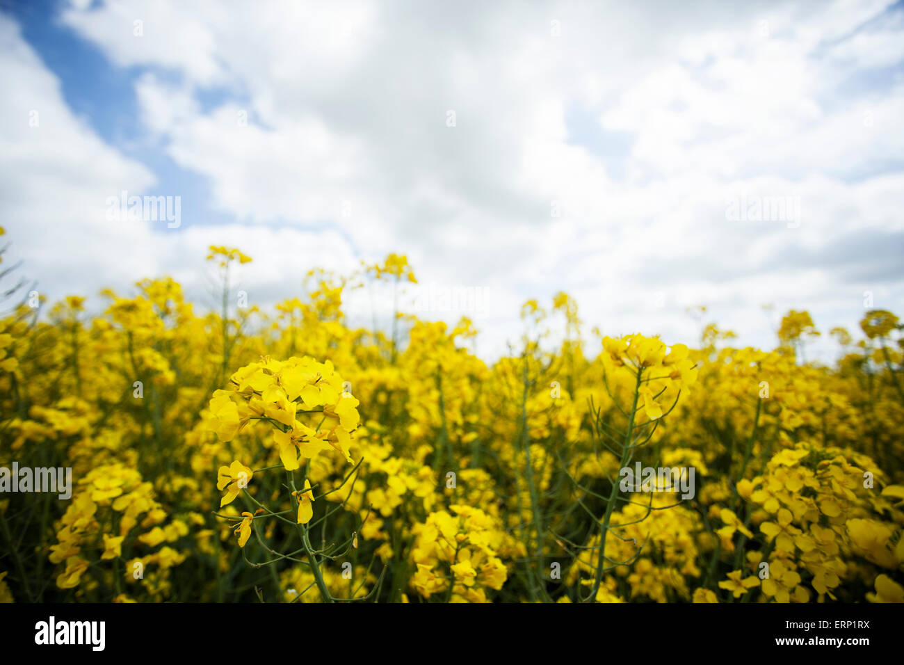 Farmers field of oil seed rape ready for harvesting Stock Photo - Alamy
