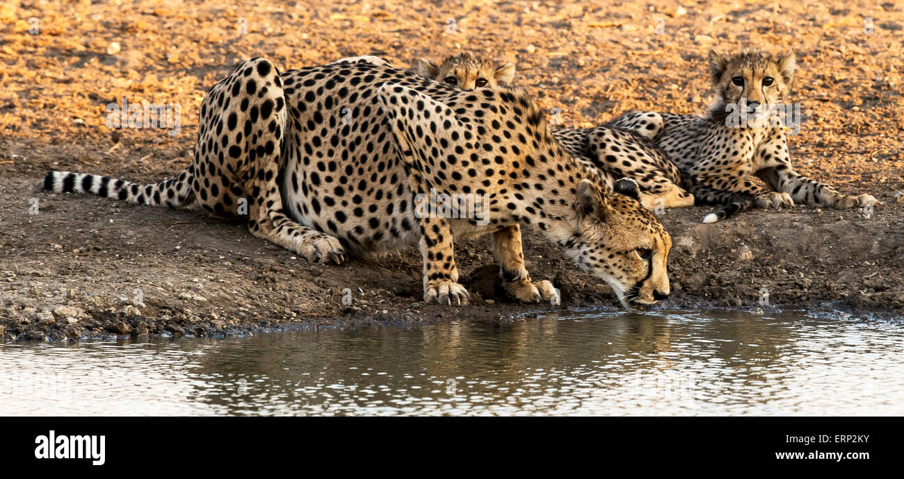 Cheetah adult female and cubs drinking from pond (Acinonyx jubatus) Malilangwe Wildlife Reserve Zimbabwe Africa Stock Photo