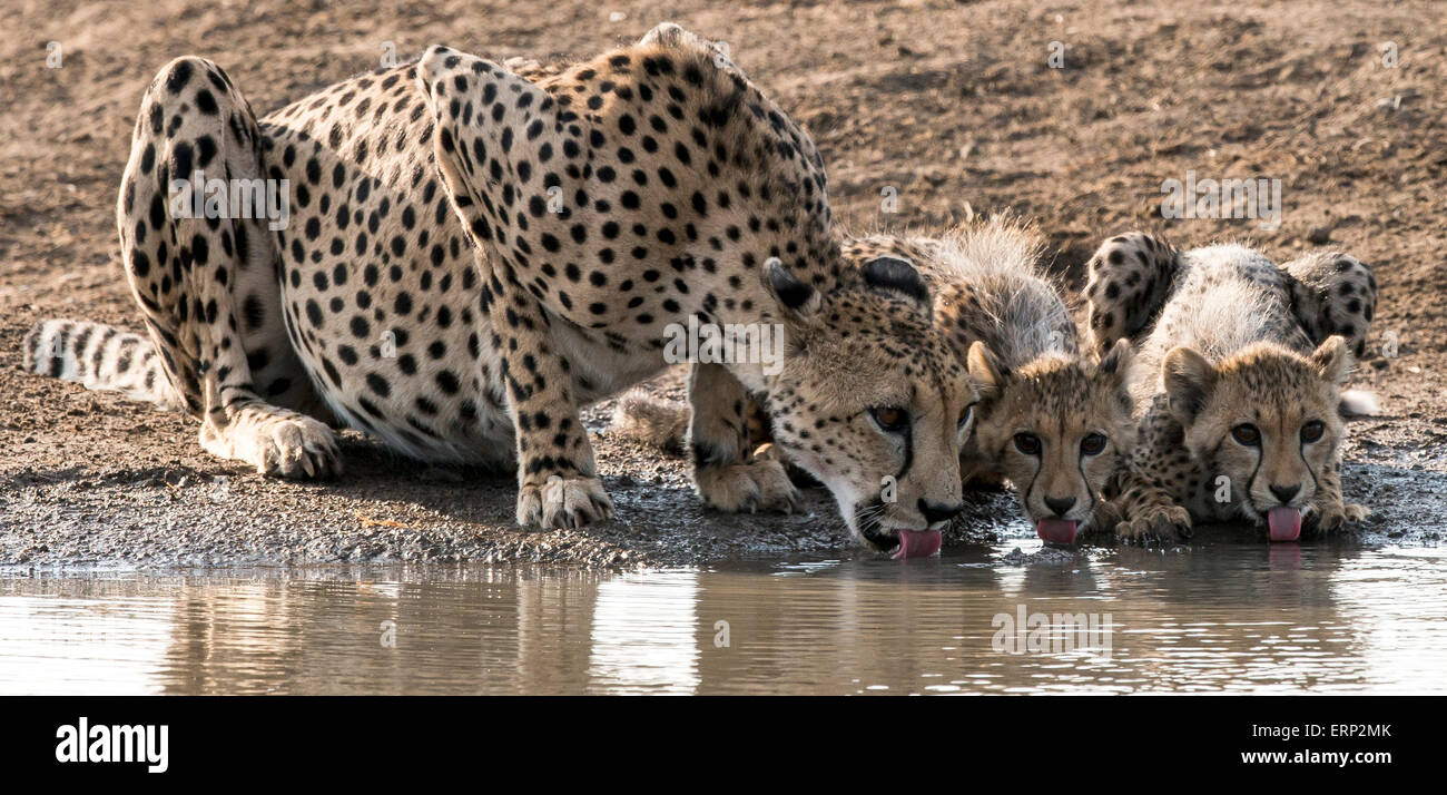 Cheetah female adult and cubs (Acinonyx jubatus) drinking water Malilangwe Wildlife Reserve Zimbabwe Africa Stock Photo