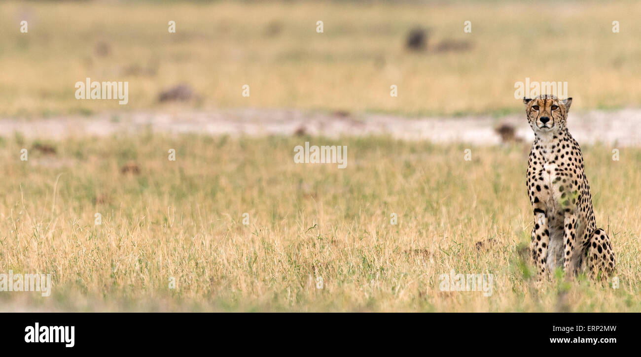 Adult cheetah (Acinonyx jubatus) on lookout at Hwange National Park  Zimbabwe Africa Stock Photo