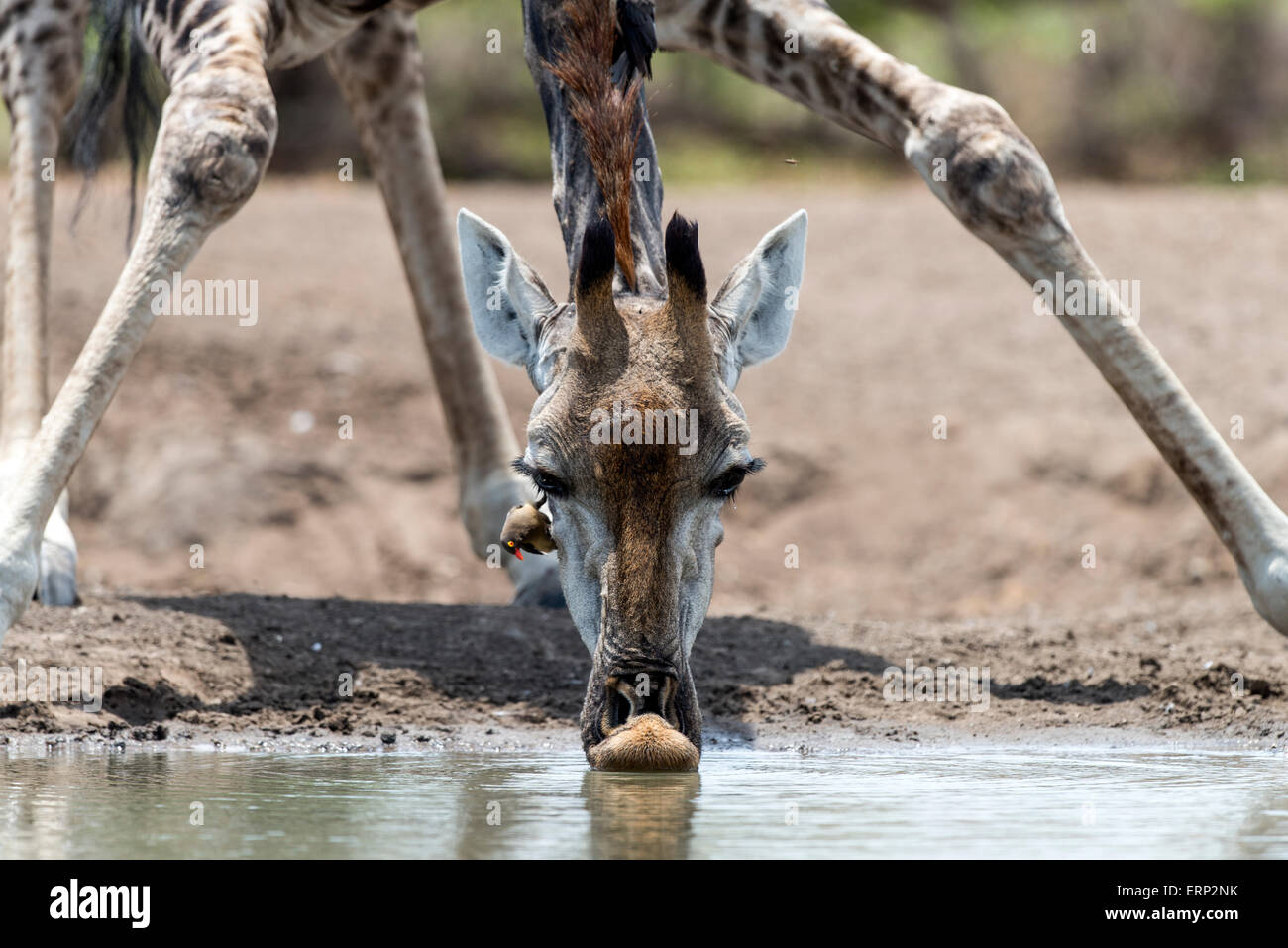 South African giraffe (Giraffa camelopardalis giraffa) drinking water Malilangwe Wildlife Reserve Zimbabwe Africa Stock Photo