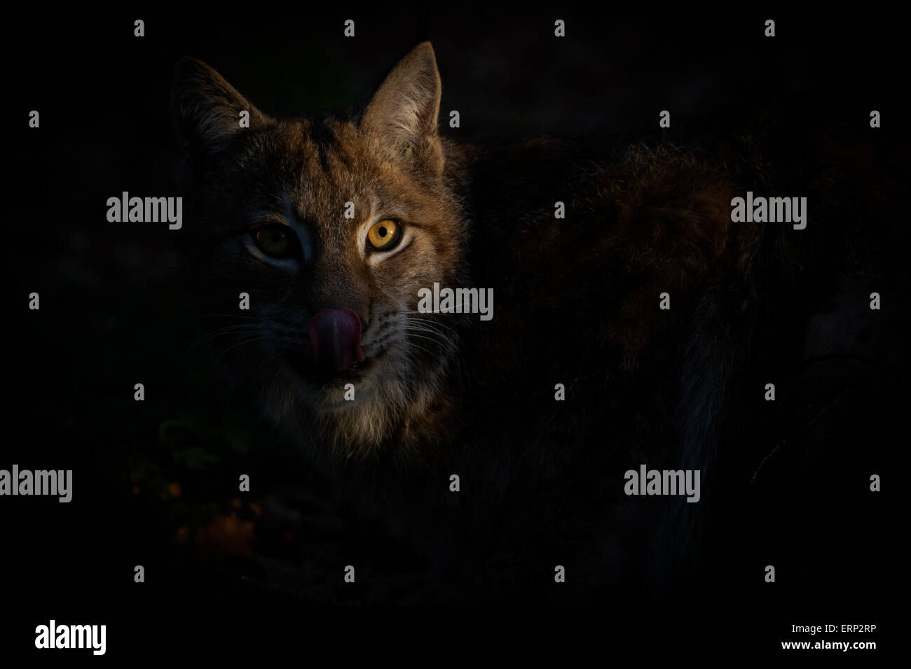 Portrait of an Eurasian Lynx in early morning sunlight Stock Photo