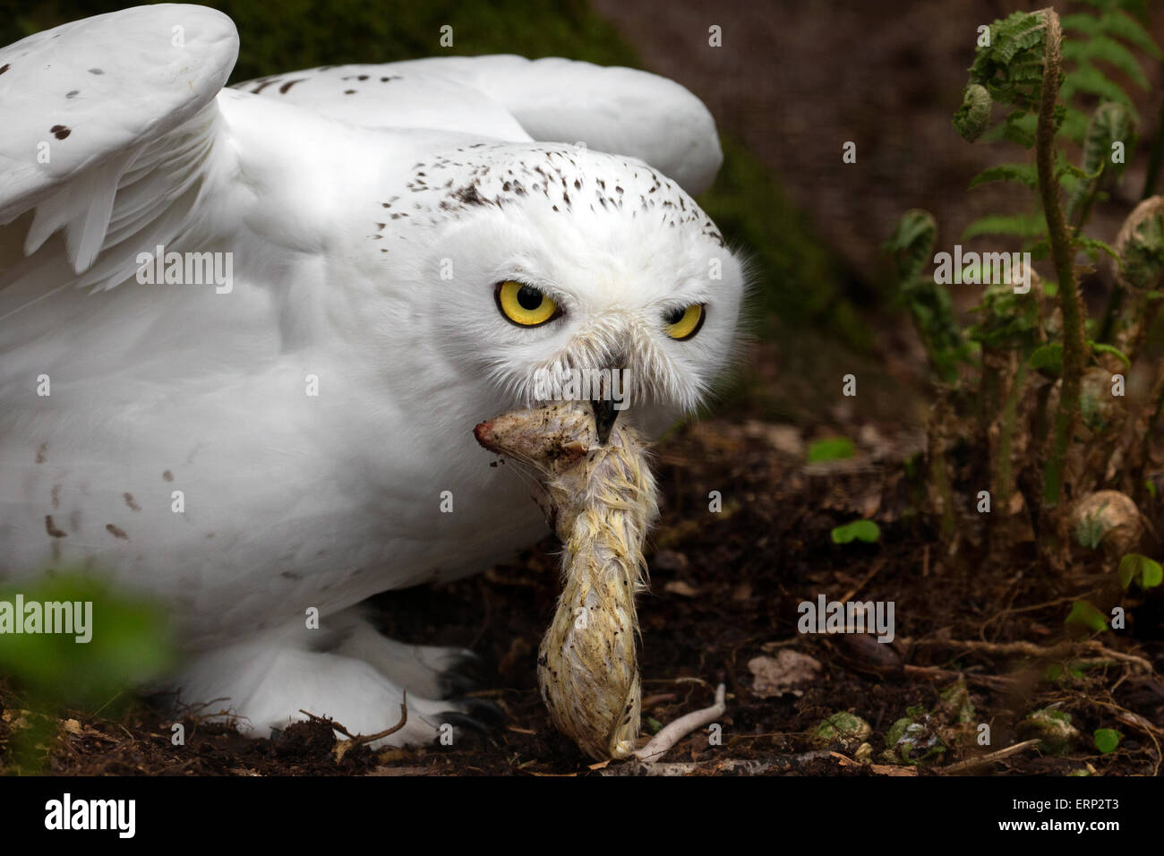 Snowy Owl with mouse Stock Photo - Alamy