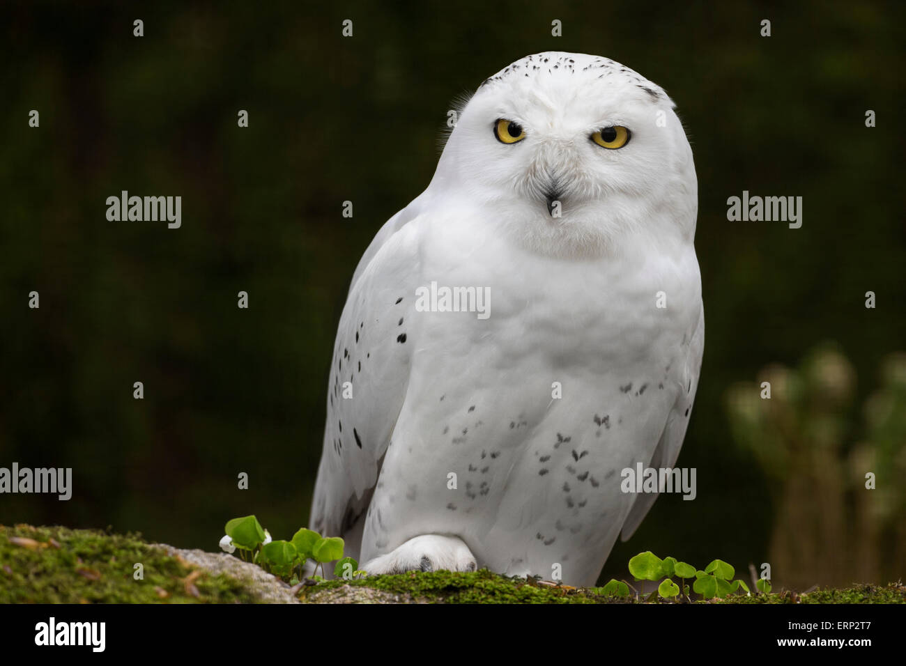 Portrait snowy owl nyctea hi-res stock photography and images - Alamy