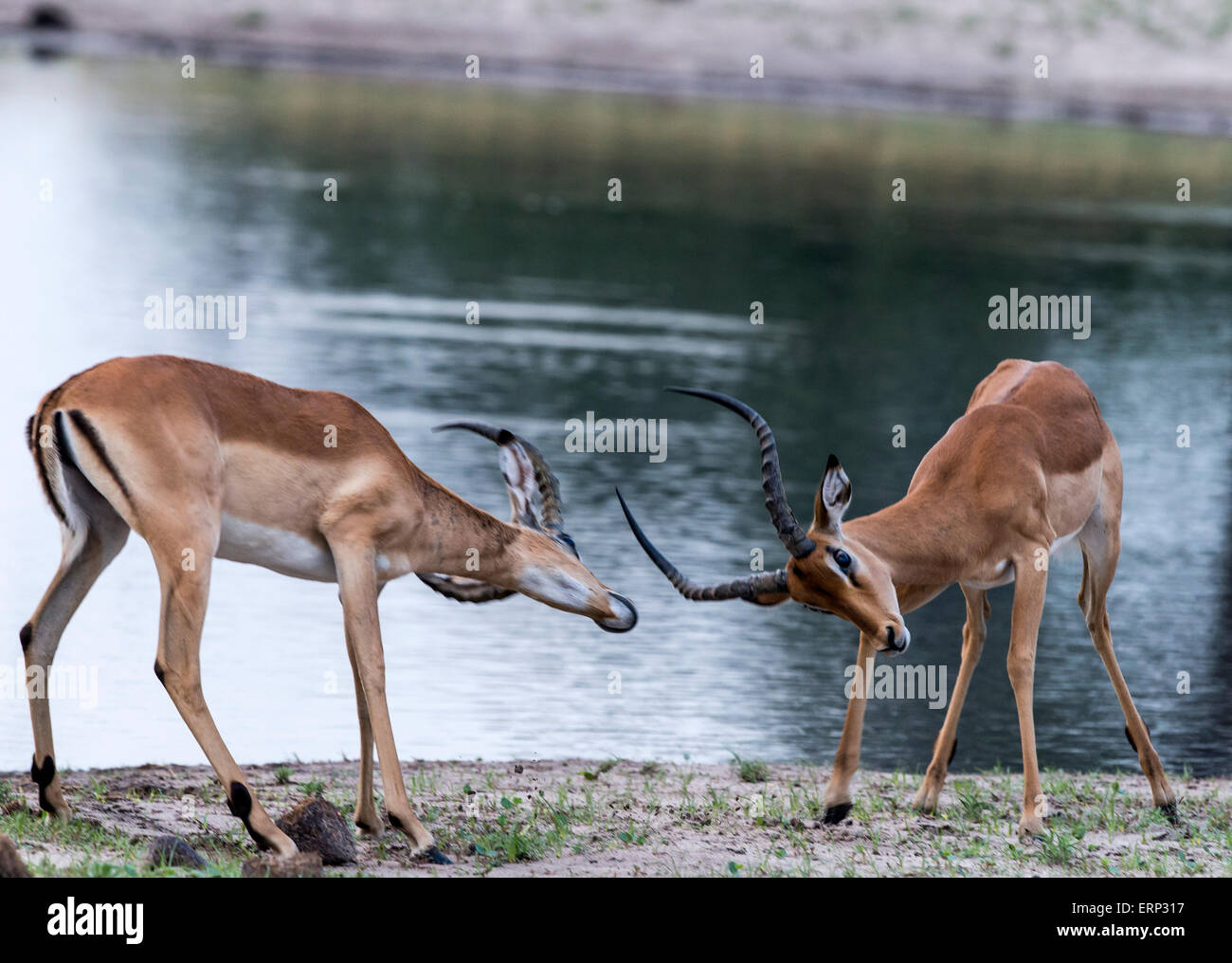 Male impalas (Aepyceros melampus) fighting Hwange National Park Zimbabwe Africa Stock Photo