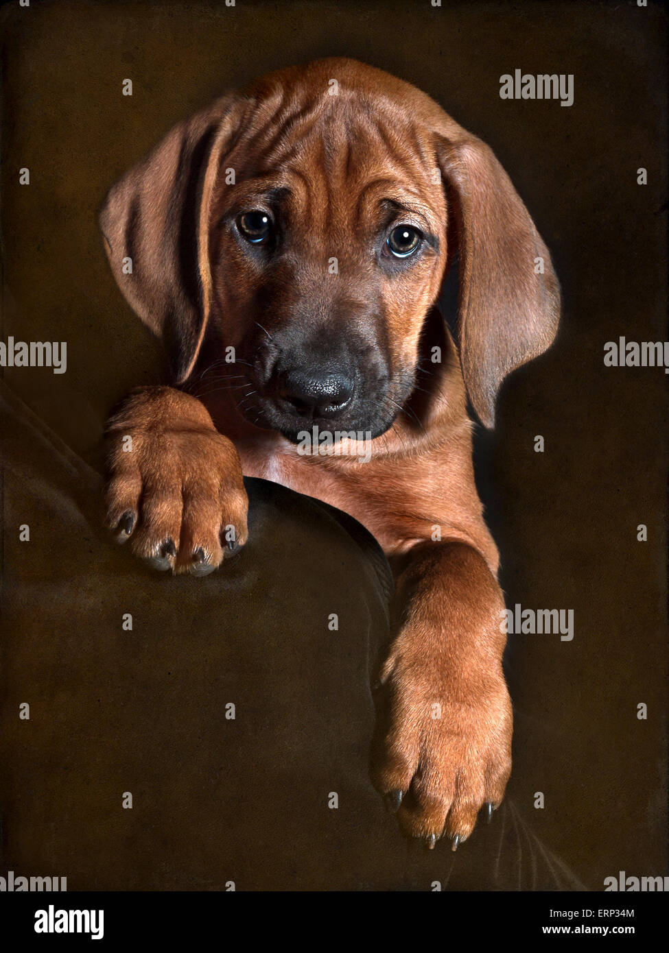 Can Puppies Leave At 7 Weeks