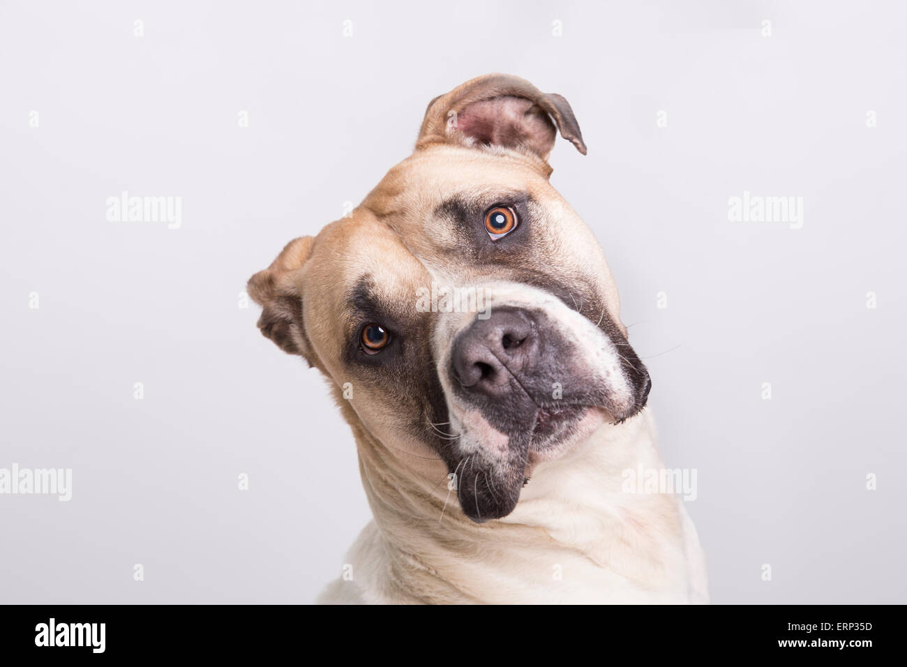 South African Boerboel Dog - Rare Breed Stock Photo