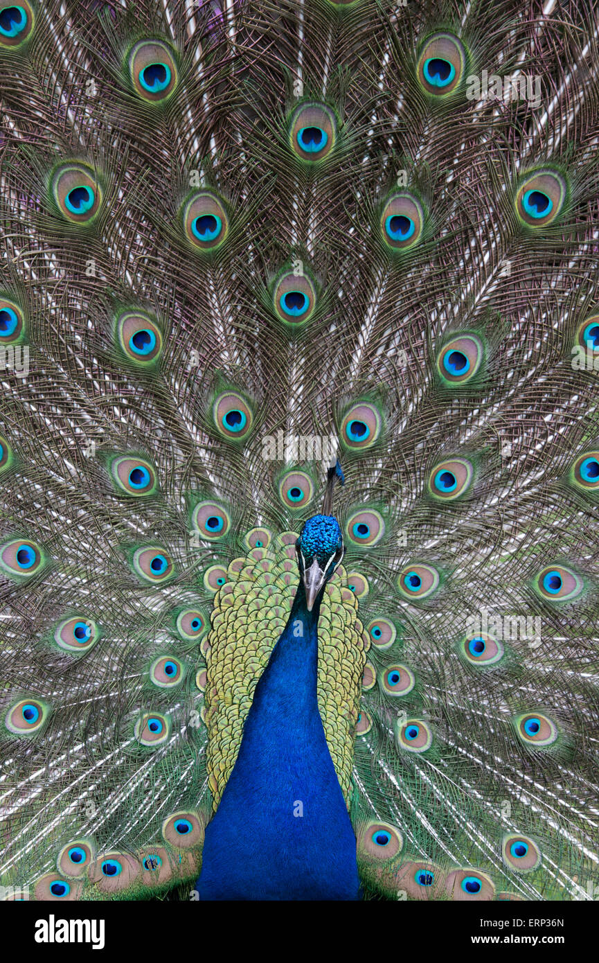 Pavo cristatus. Peacock Displaying feathers Stock Photo