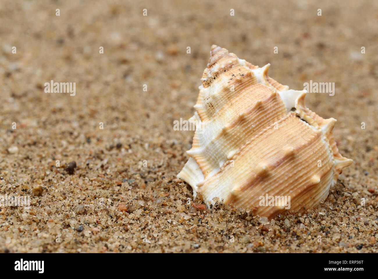 Sea snail shell hires stock photography and images Alamy