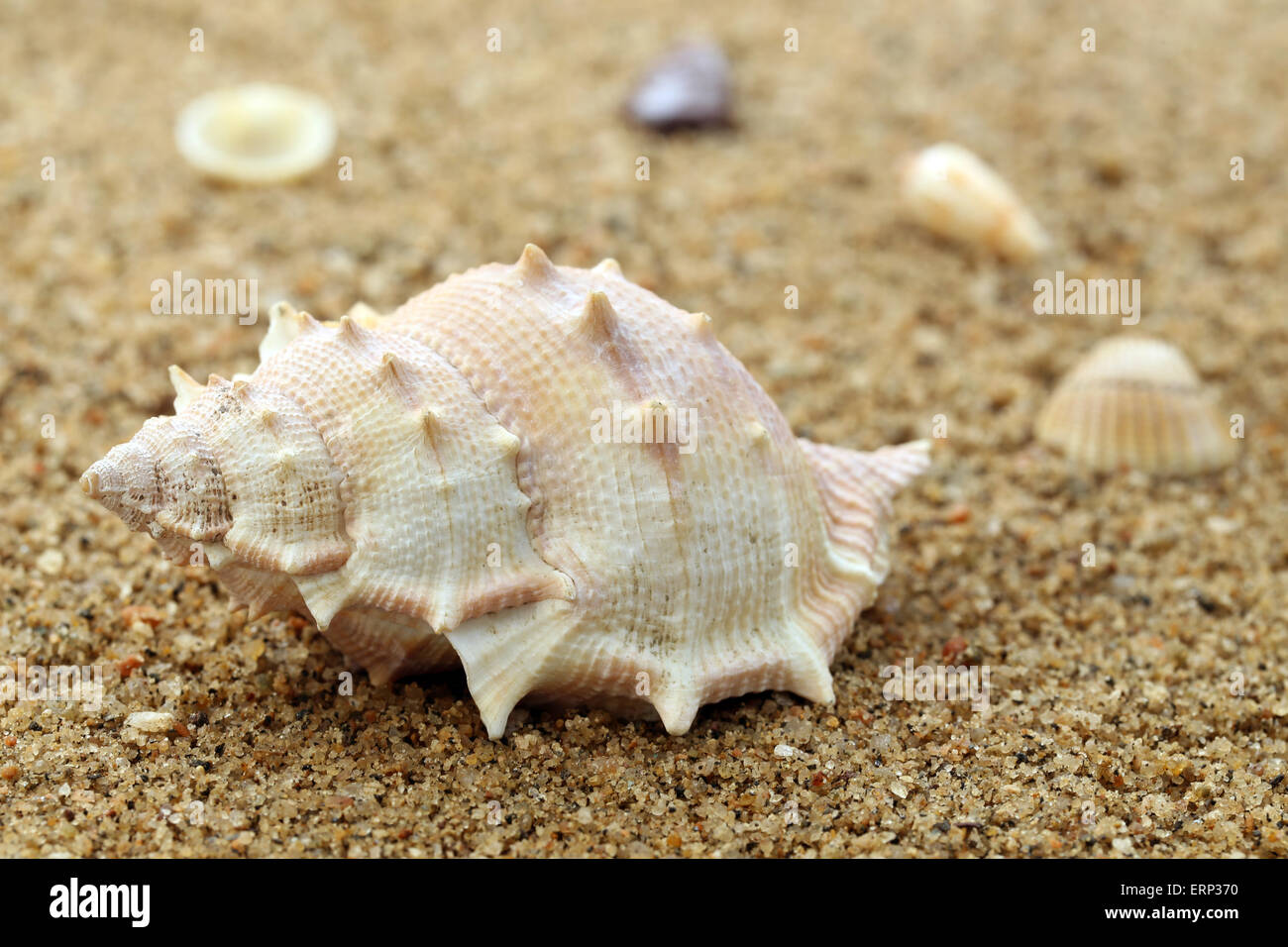 Sea snail shell hires stock photography and images Alamy