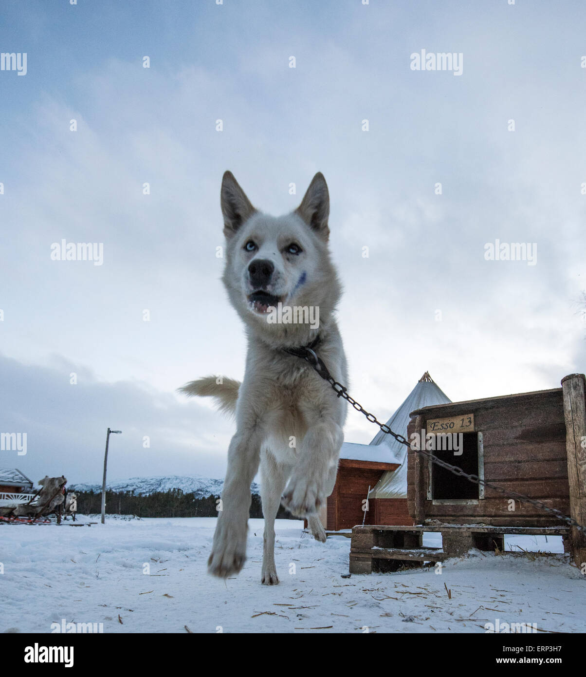 Dog at Husky Farm Alta Norway Scandinavia Europe Stock Photo