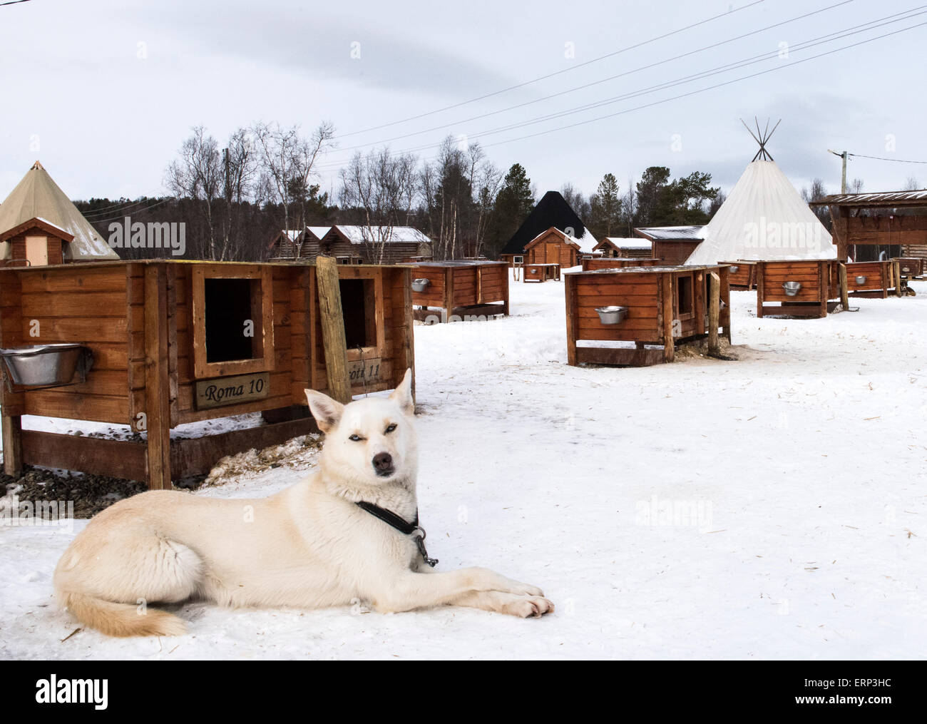 Dog at Husky Farm Alta Norway Scandinavia Europe Stock Photo - Alamy