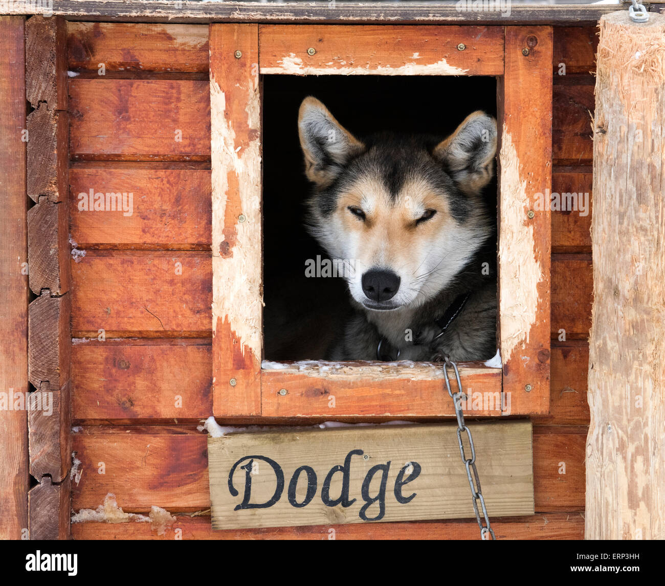 Are Huskies Good Farm Dogs