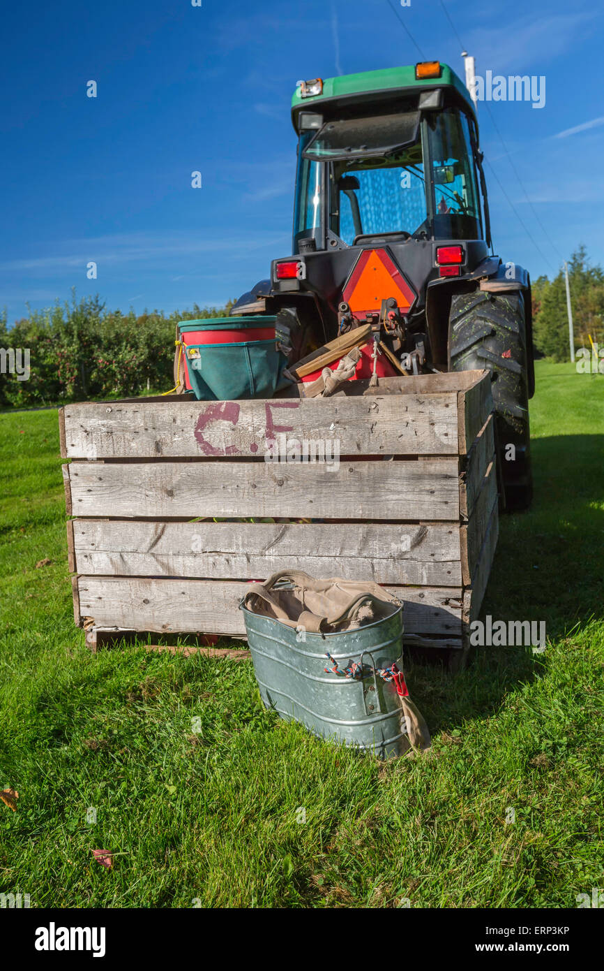 Commercial apple harvest underway with equipment such as apple bins and