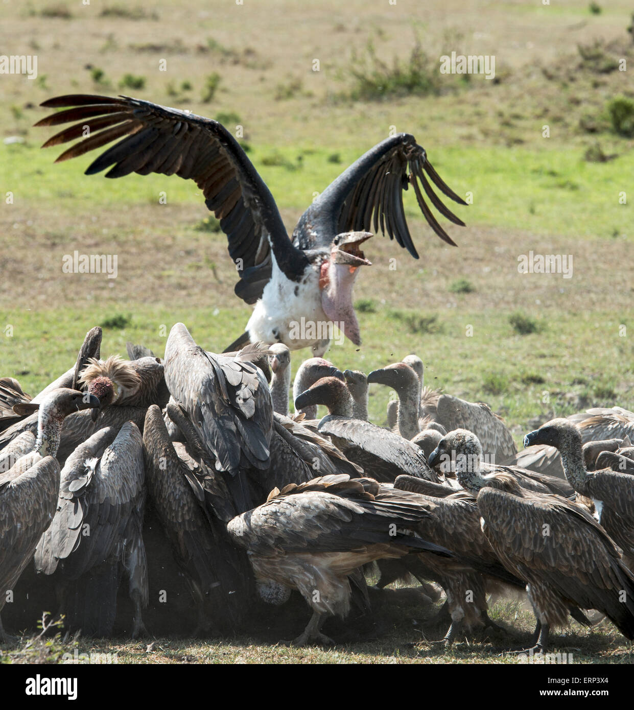 Marabou stork (Leptoptilos crumeniferus) and vultures feeding Masai Mara National Reserve Kenya Africa Stock Photo