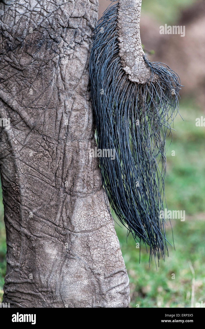Tail of adult African Elephant (Loxodonta africana) Mara Naboisho conservancy Kenya Africa Stock Photo