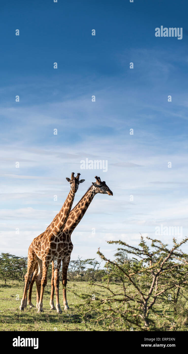 Masai Giraffes (Giraffa camelopardalis tippelskirchi) Naboisho conservancy Kenya Africa Stock Photo