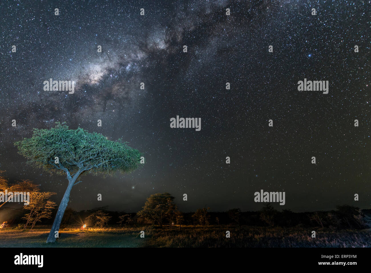 Tree and milky way at night Mara Naboisho Conservancy Kenya Africa Stock Photo