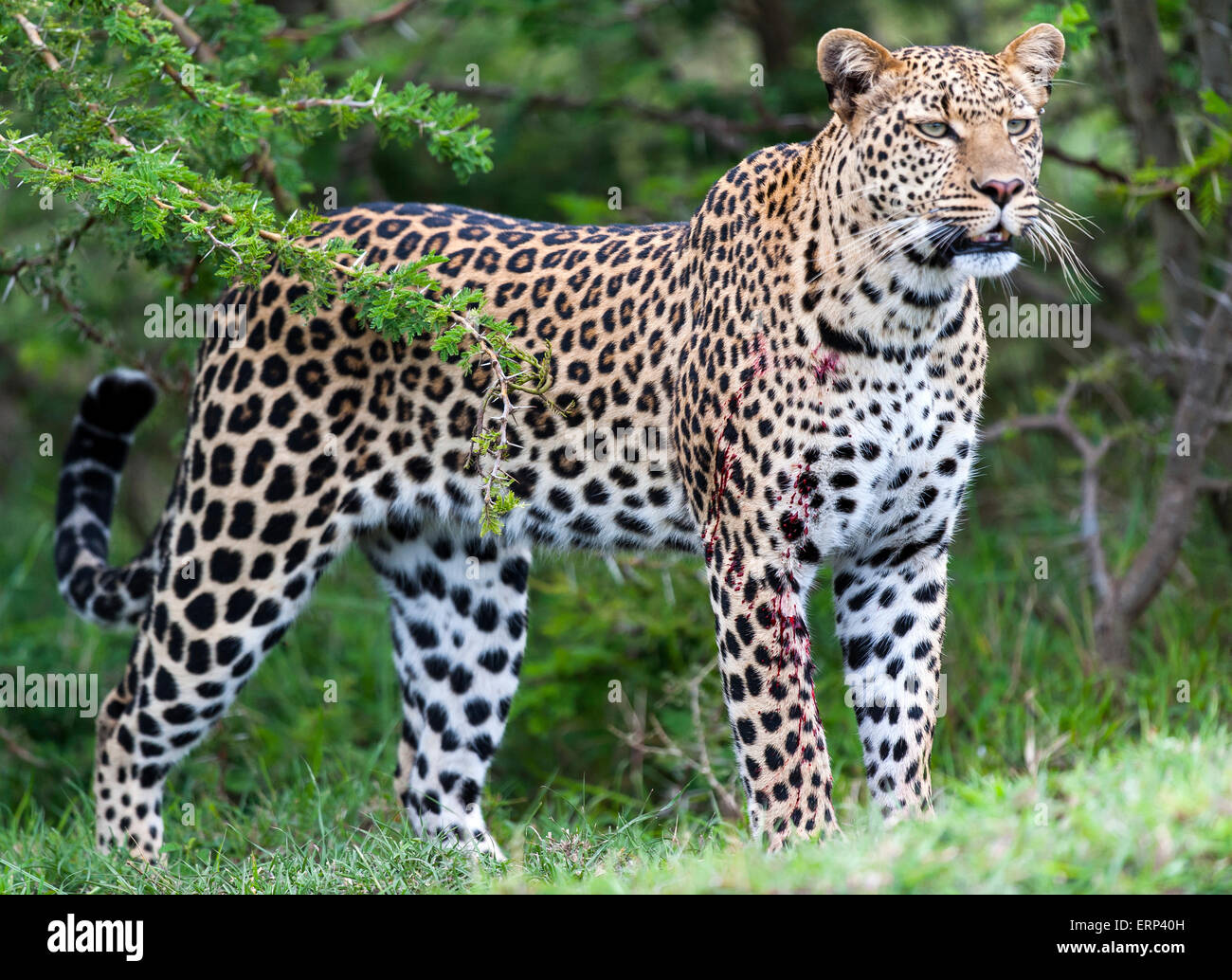 Adult female leopard (Panthera pardus) Mara North conservancy Kenya Africa Stock Photo