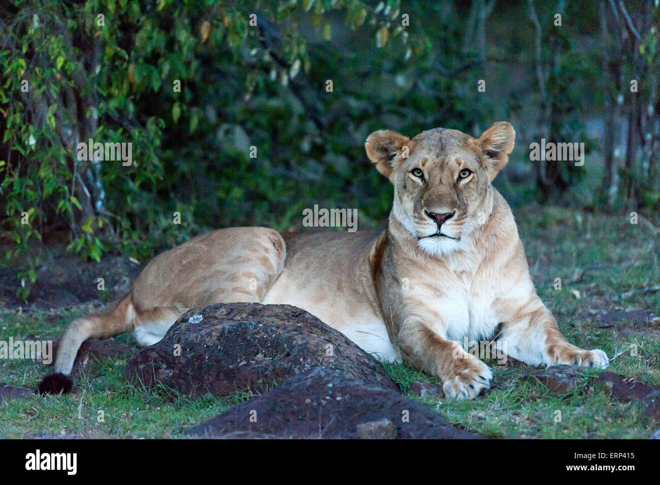 Adult female lion (Panthera leo) Mara Naboisho conservancy Kenya Africa Stock Photo
