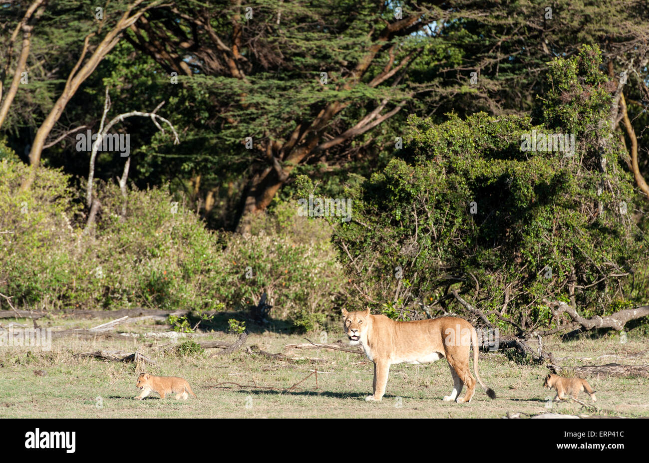 Adult female lion and cubs (Panthera leo) Mara Naboisho conservancy Kenya Africa Stock Photo