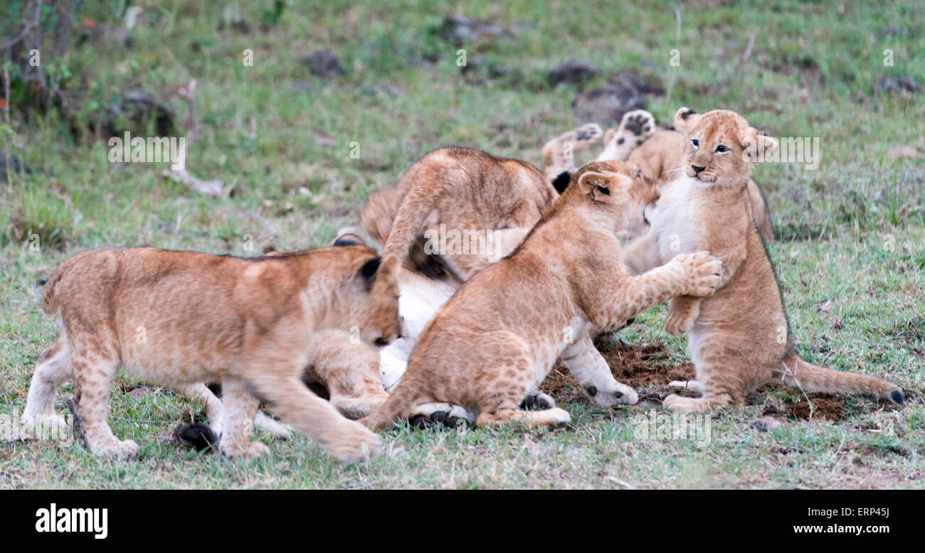 Lion cubs (Panthera leo) bonding Mara Naboisho conservancy Kenya Africa Stock Photo