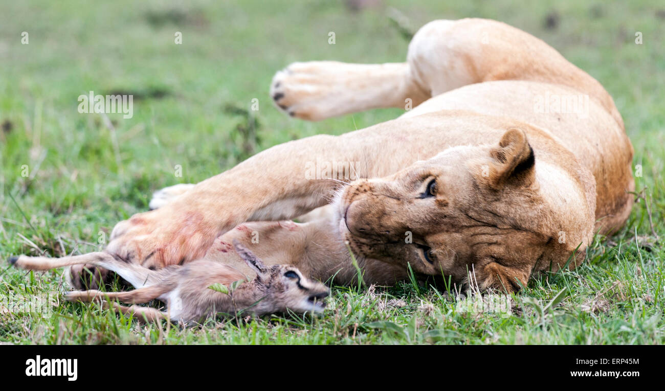 Adult female lion (Panthera leo) playing with prey thomson's gazelle calf Mara North conservancy Kenya Africa Stock Photo