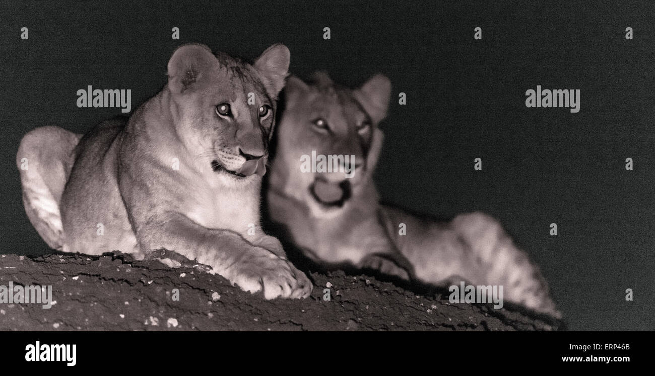 Juvenile lions (Panthera leo) bonding at night Mara Naboisho conservancy Kenya Africa Stock Photo