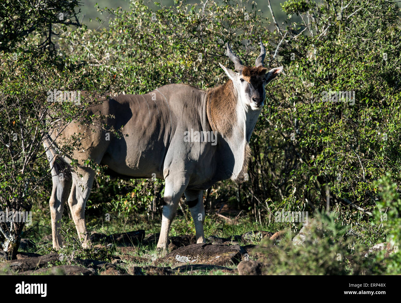 Common Eland (Tragelaphus oryx) Mara Naboisho conservancy Kenya Africa Stock Photo
