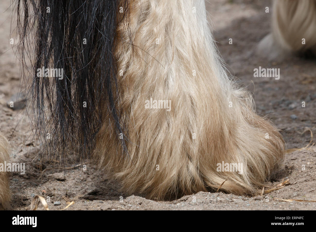 Horse Foot With Feathers Stock Photo 83465072 Alamy