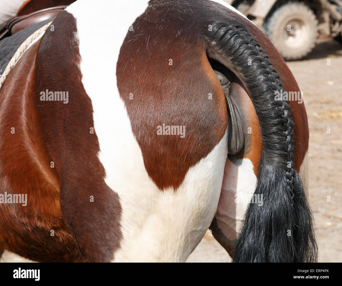 https://c8.alamy.com/comp/ERP4FK/horse-tail-plaited-and-prepared-for-a-show-ERP4FK.jpg