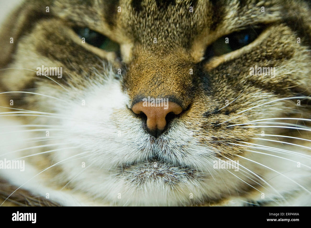 Tabby cat close up Stock Photo - Alamy