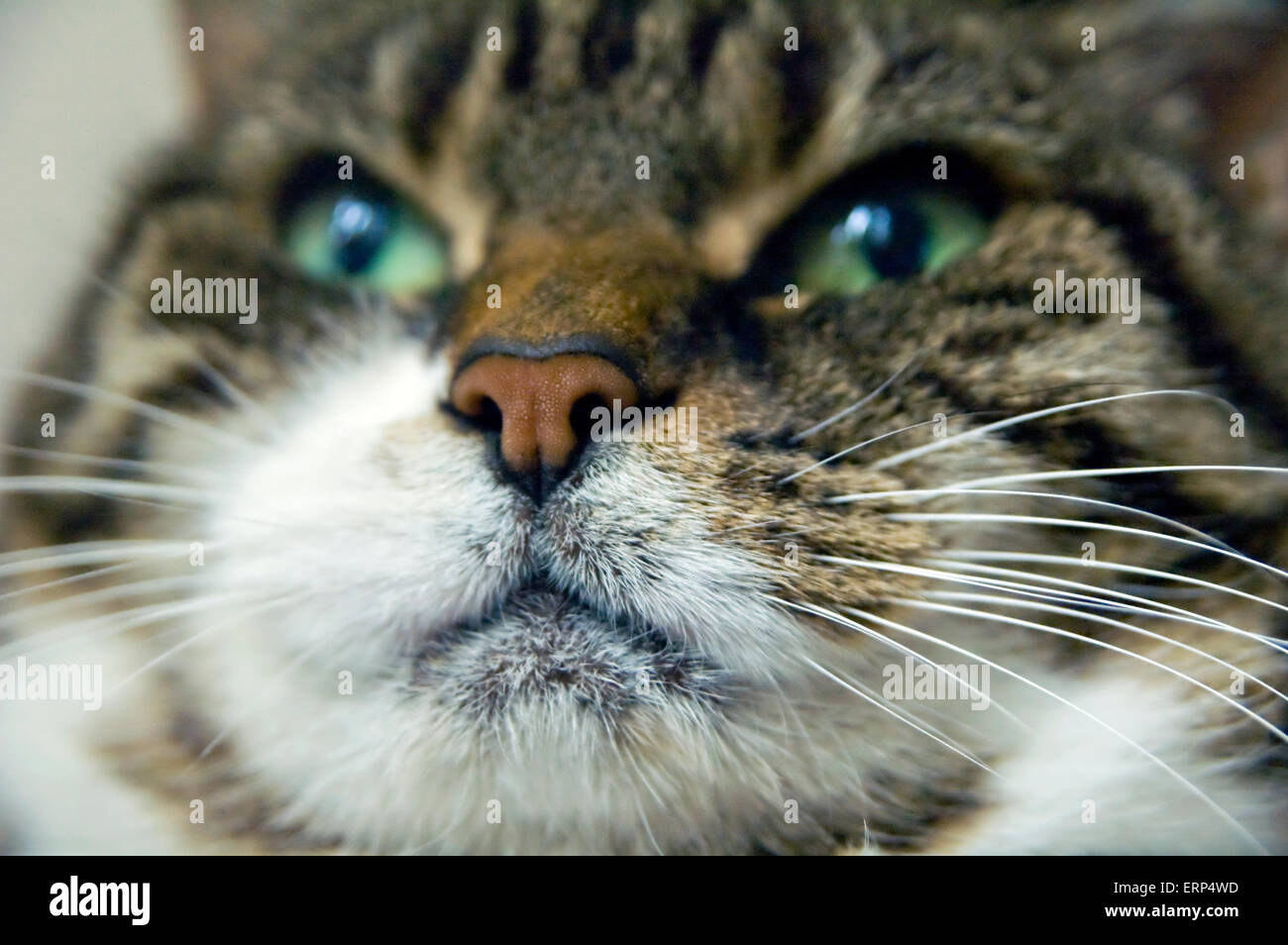 Tabby cat close up Stock Photo - Alamy