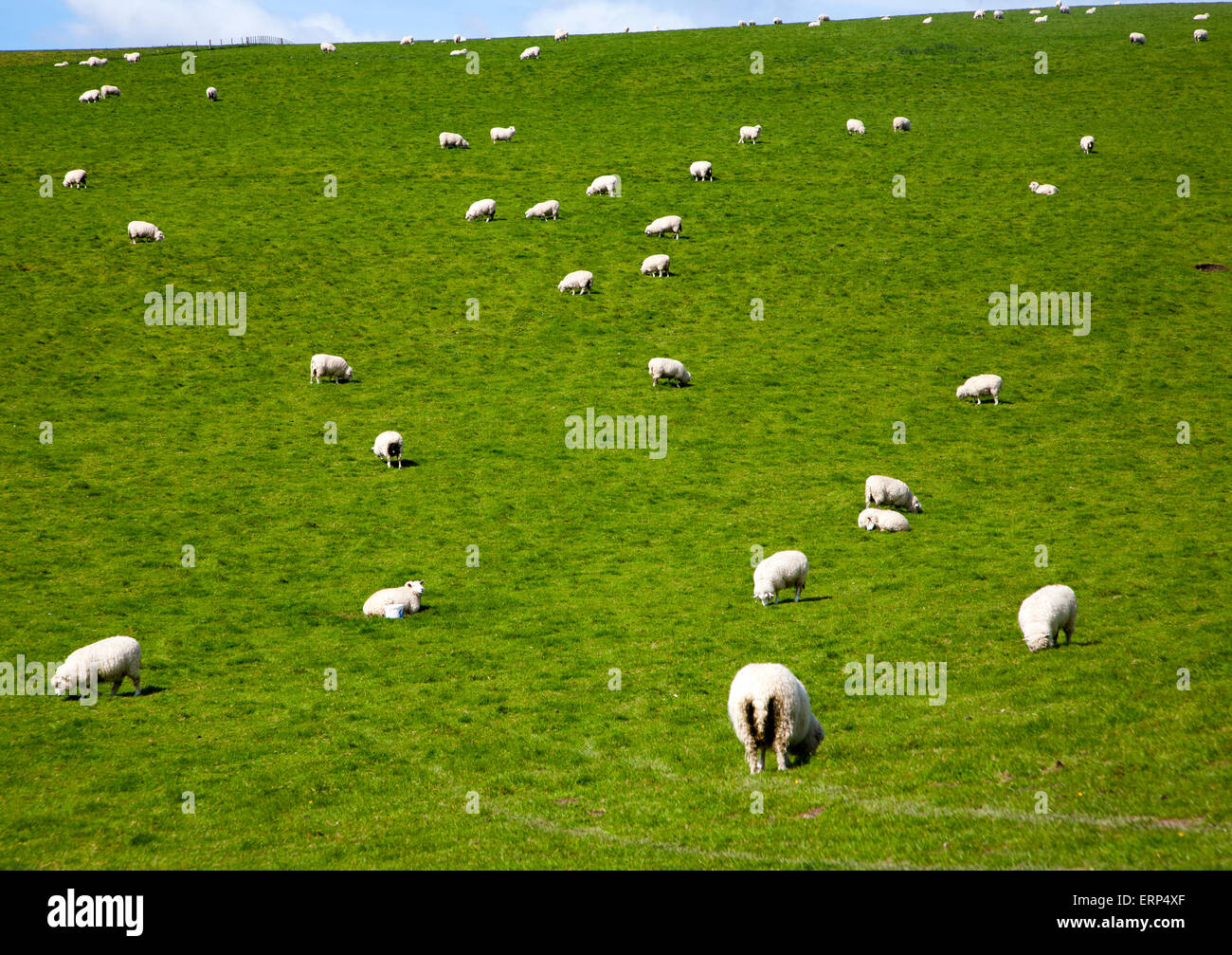 Sheep grazing in chalk downland fields, Wiltshire, England, UK Stock Photo