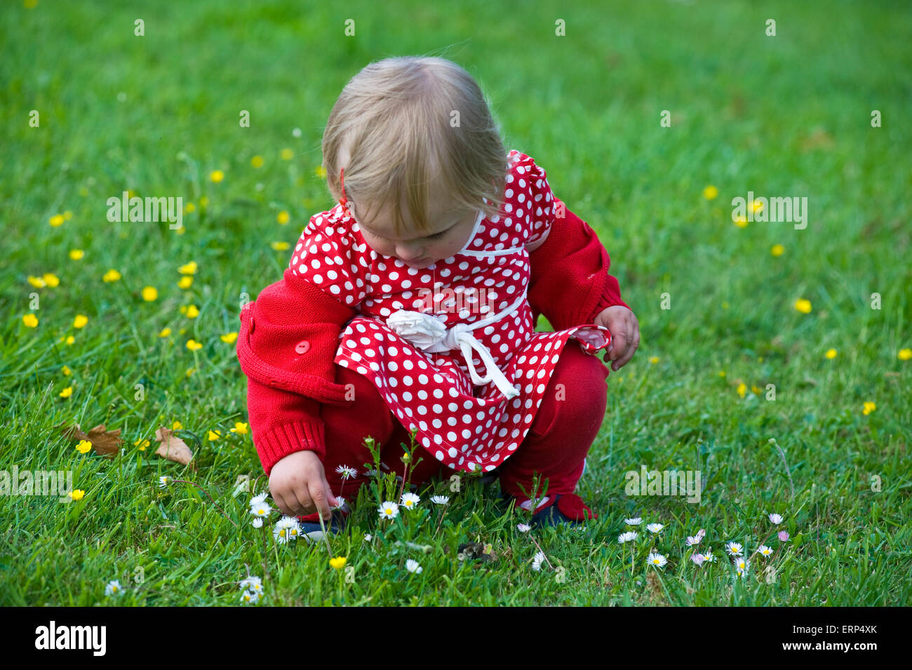 A little girl in a red spotted dress picks flowers in the grass Stock Photo