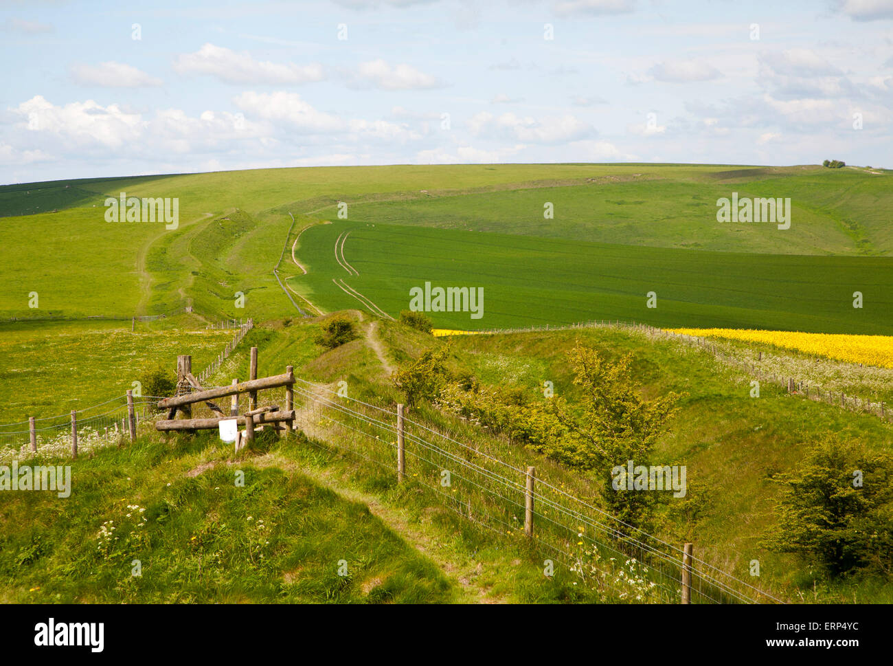 Wansdyke a Saxon defensive structure on All Cannings chalk downs near Tan Hill, Wiltshire, England Stock Photo
