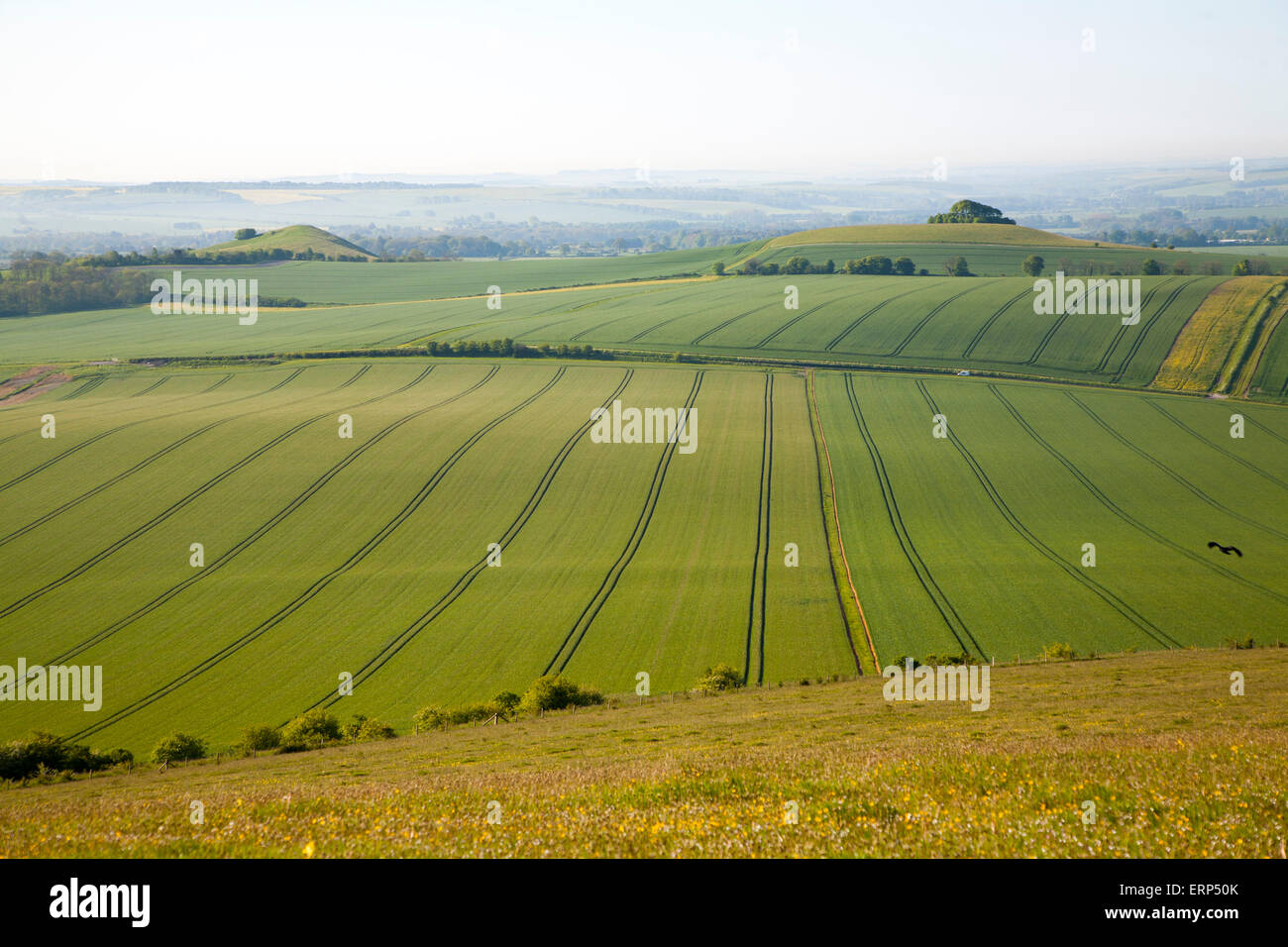 View to Woodborough Hill, Vale of Pewsey, near Alton Barnes, Wiltshire, England Stock Photo