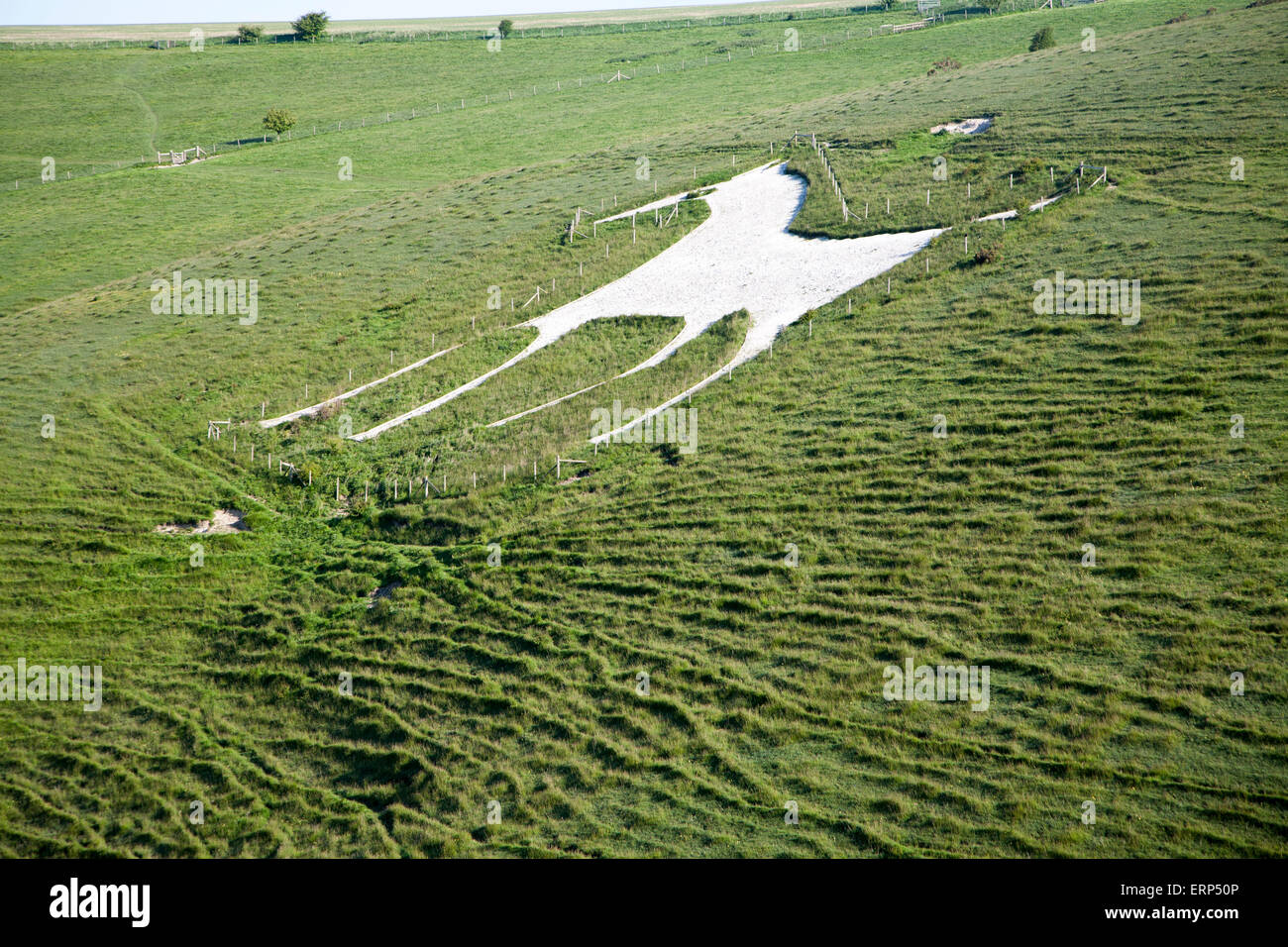 White horse figure carved in chalk scarp slope at Alton Barnes